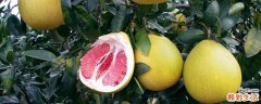 红柚子可以做柚子茶吗 红心柚子茶的做法