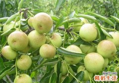 冬枣是寒性还是热性