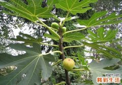 无花果的营养价值食用禁忌