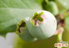 无花果的药用价值