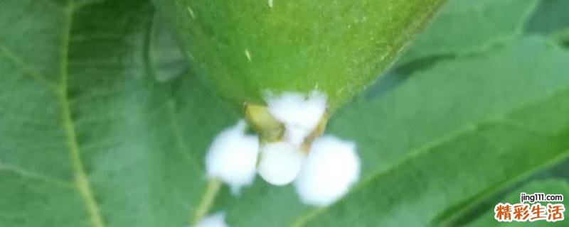 无花果汁的用途 无花果汁液能祛斑吗