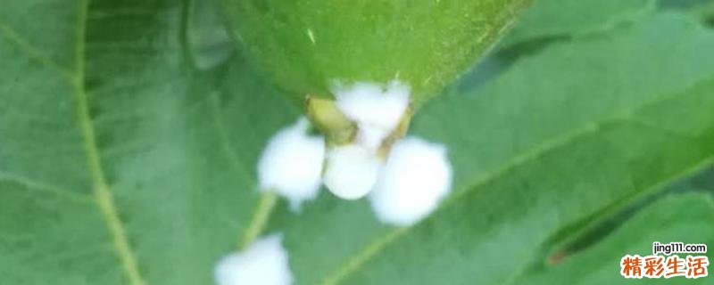 无花果的白色汁液的功效与作用 无花果白汁可以治痔疮吗