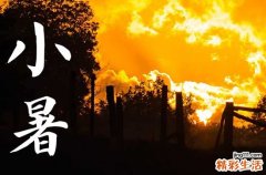 为什么小暑黄鳝赛人参