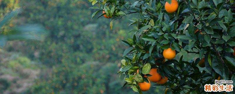 沃柑几月份成熟上市 沃柑的功效与作用