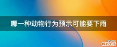 哪一种动物行为预示可能要下雨