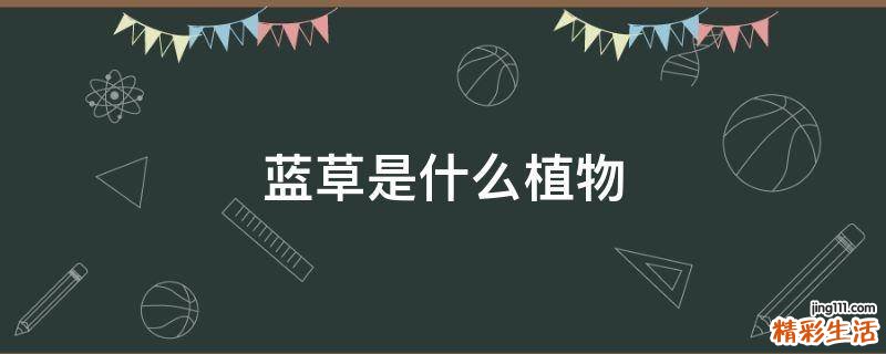 蓝草是什么植物