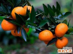 吃橘子有什么好处 吃橘子的禁忌