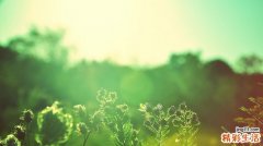 子宫颈平滑肌瘤