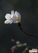 黑素纤维瘤,蓝神经痣,良性间充质黑瘤,良性间叶黑色素瘤,色素细胞瘤 蓝痣