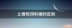 土猪和饲料猪的区别