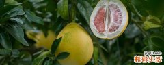 吃红柚还是白柚好