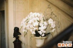 HbF 胎儿血红蛋白