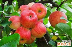 每天吃苹果能减肥吗 吃苹果减肥方法