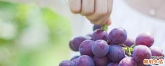 葡萄捏起来有些软还能吃吗 葡萄变味了吃了怎么办
