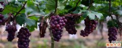 葡萄怎么保存才不会坏 葡萄有酒味还能吃吗