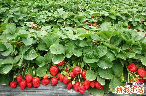 感冒能吃草莓吗