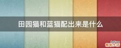 田园猫和蓝猫配出来是什么