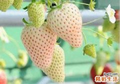 菠萝莓是转基因吗