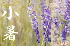 描写小暑的唯美句子