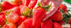 冬季草莓是催熟的吗 怎么判断草莓有没有打激素
