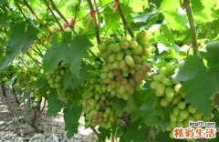 吃葡萄有什么好处