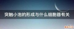 突触小泡的形成与什么细胞器有关
