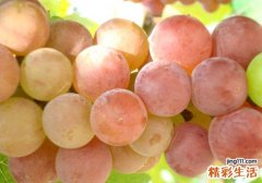 各种葡萄品种的特点