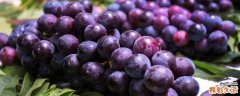 葡萄跟什么不能同食 吃葡萄要不要吃葡萄皮