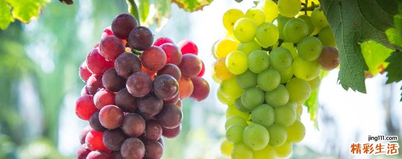 葡萄的功效与作用 葡萄是凉性还是热性