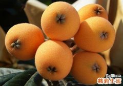 西瓜和枇杷能一起吃吗 西瓜和枇杷一起吃有什么好处
