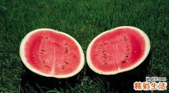 西瓜吃多了会流产吗 孕妇能吃西瓜吗