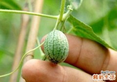 西瓜有绿瓤的吗 绿瓢的西瓜是转基因吗