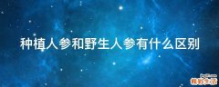 种植人参和野生人参有什么区别