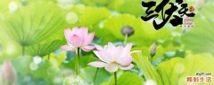 三伏天为什么不能吃西瓜 三伏天喝姜汤红糖水好不好
