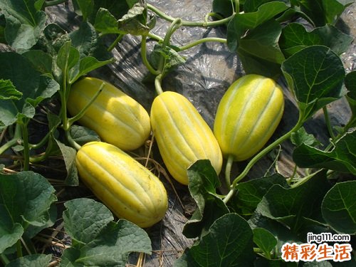 甜瓜的功效与作用及禁忌