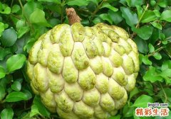 番荔枝孕妇能吃吗