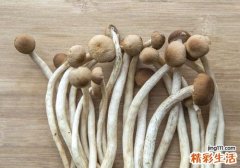 茶树菇有毒吗