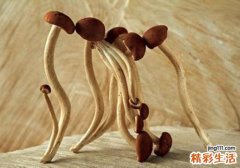 茶树菇发霉了还能吃吗