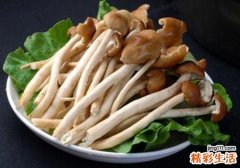 茶树菇和香菇能一起吃吗
