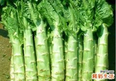 莴苣有什么营养价值