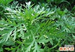 孕妇能吃茼蒿吗