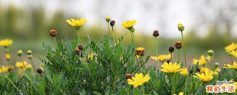 茼蒿开花了还能吃吗 怎样防止茼蒿开花