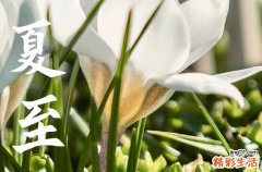 夏至当天吃什么