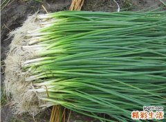 葱的12款食疗方