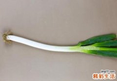 大葱的营养价值