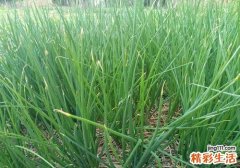 吃葱有什么好处 没想到葱的作用这么大