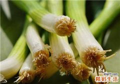 吃大葱会上火吗 大葱吃多了有什么坏处