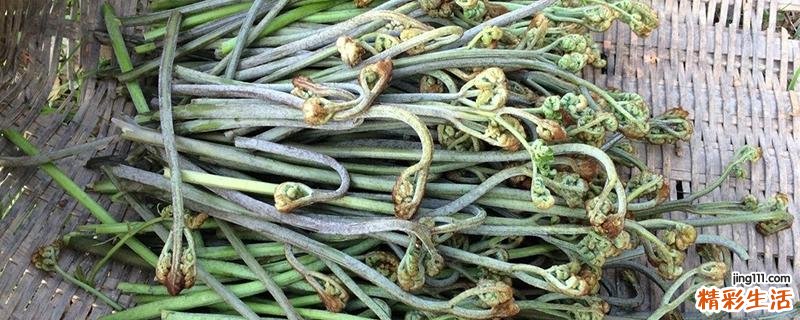 蕨菜是发物吗 过敏可以吃蕨菜吗