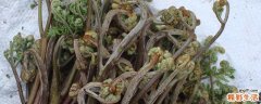 蕨菜什么时候采摘 采摘蕨菜时要注意哪些