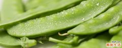 荷兰豆焯水几分钟能熟 荷兰豆焯水后放冰箱第二天可以吃吗